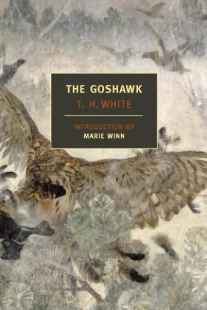 The Goshawk